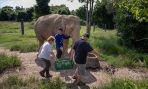 mission humanitaire elephant
